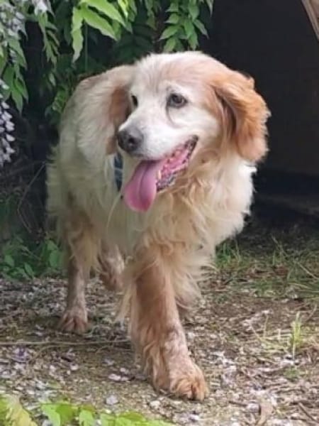 Setter-Mix Sebastian liebt Spaziergänge