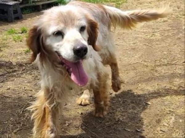 Setter-Mix Sebastian liebt Spaziergänge