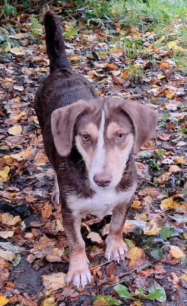Brownie: nur als Zweithund
