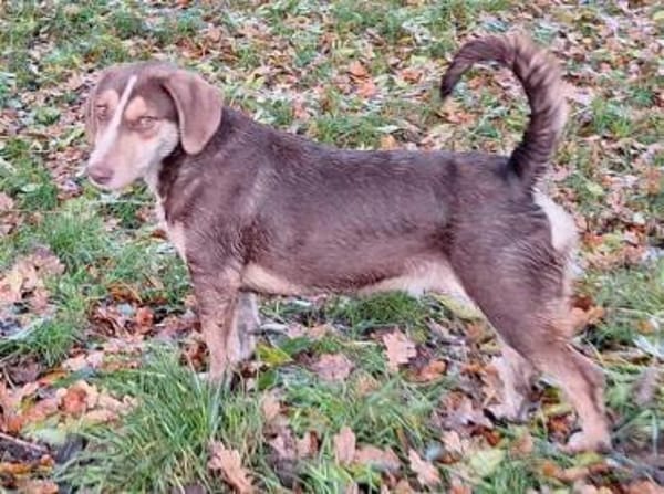 Brownie: nur als Zweithund