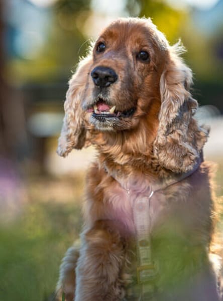 BENNY BUB - bildhübscher Cocker-Senior