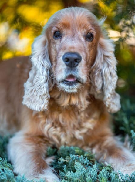 BENNY BUB - bildhübscher Cocker-Senior