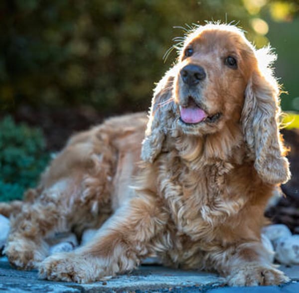 BENNY BUB - bildhübscher Cocker-Senior