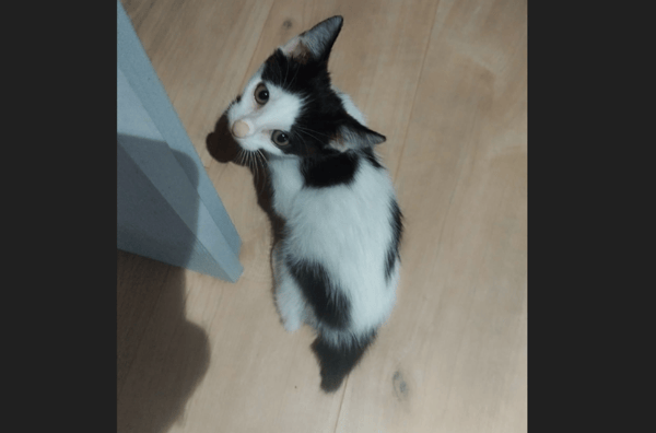 BIANCO