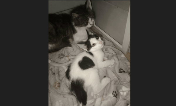 BIANCO