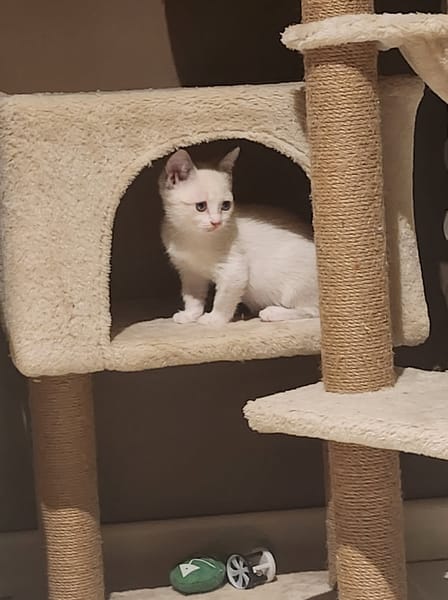 MARIE