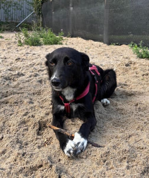 Asha, stubenreine Schmusehündin, ca. 5 Jahre