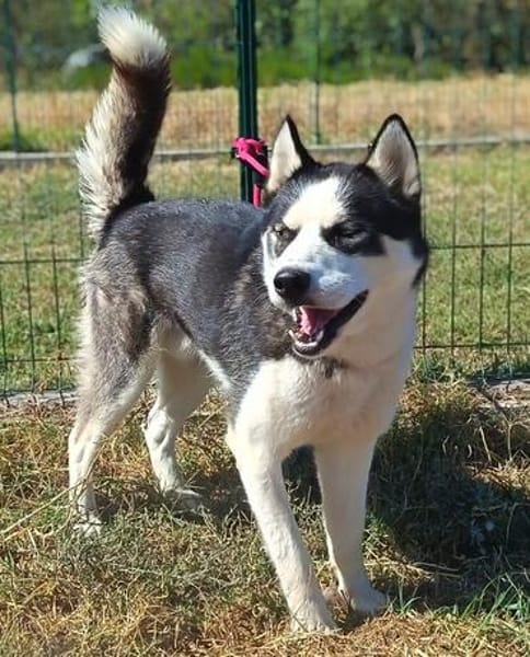 HUNOR  WIE LANGE MUSS ER NOCH WARTEN? 💔