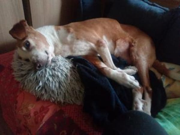 Zuhause gesucht für Kanelos