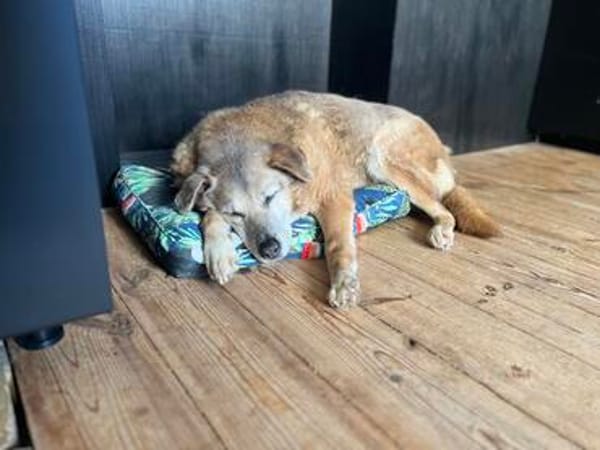 Lebensplatz/dauerhafte Pflegstelle für BUNI gesucht!