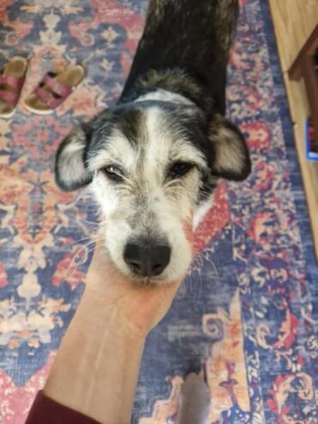 Verschmuster Rüde RUDY sucht sein Zuhause!