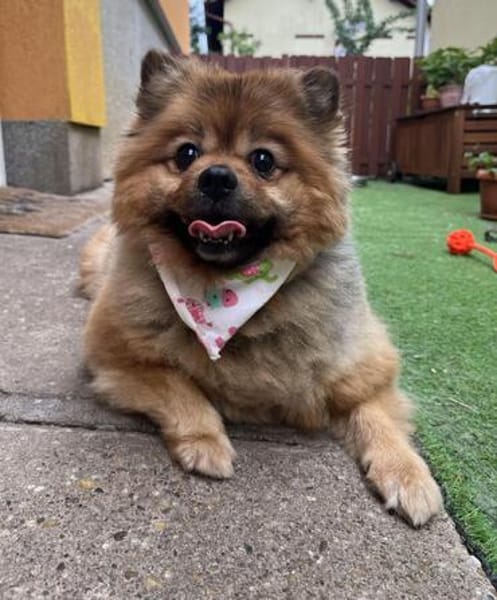 Rosie - kleiner Hund und großes Gewicht