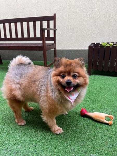 Rosie - kleiner Hund und großes Gewicht