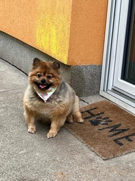 Rosie - kleiner Hund und großes Gewicht
