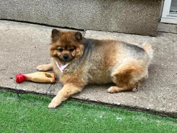 Rosie - kleiner Hund und großes Gewicht