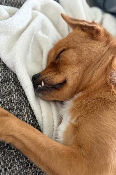 Liebste ♥Luna♥ klein,fein,stubenrein,wartet in 02625 Bautzen