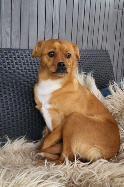 Liebste ♥Luna♥ klein,fein,stubenrein,wartet in 02625 Bautzen