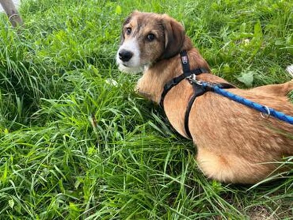 🐾❤ Zack möchte endlich ankommen ❤🐾
