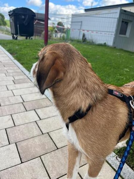 🐾❤ Zack möchte endlich ankommen ❤🐾