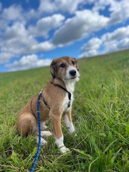🐾❤ Zack möchte endlich ankommen ❤🐾
