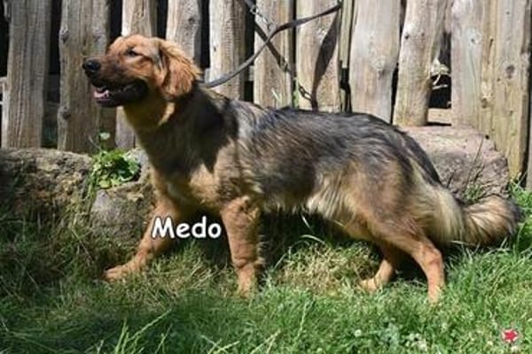 MEDO