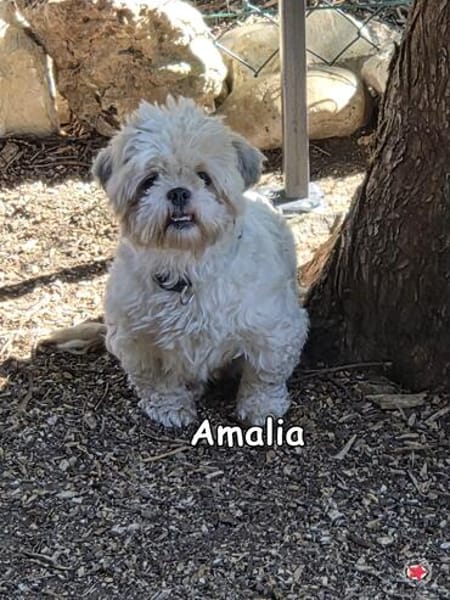 AMALIA