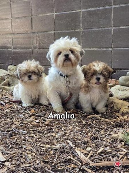 AMALIA