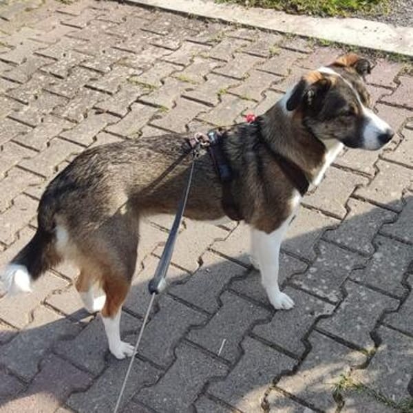 Bella💕junge Hündin mit vielen liebenswerten Seiten