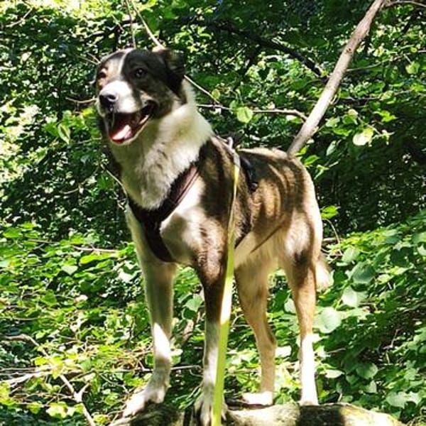 Bella💕junge Hündin mit vielen liebenswerten Seiten