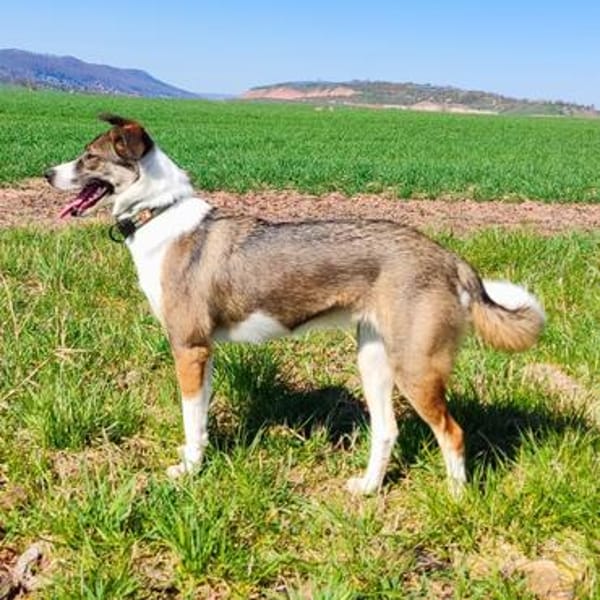 Bella💕junge Hündin mit vielen liebenswerten Seiten
