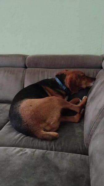 🐾❤ AZZA  GEMÜTLICHER HERZENSHUND SUCHT SEINE MENSCHEN ❤