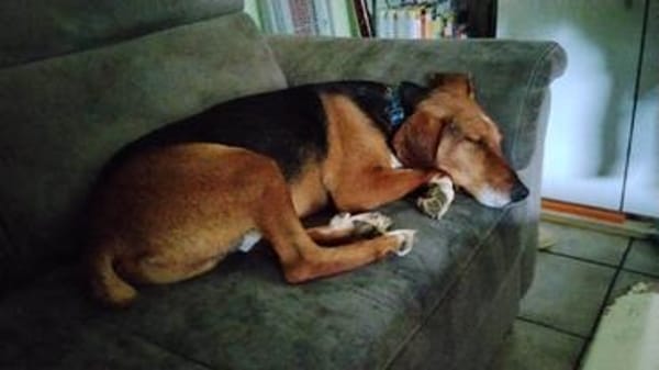 🐾❤ AZZA  GEMÜTLICHER HERZENSHUND SUCHT SEINE MENSCHEN ❤