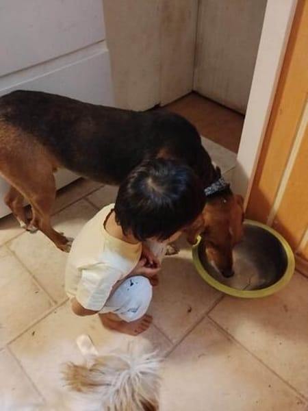 🐾❤ AZZA  GEMÜTLICHER HERZENSHUND SUCHT SEINE MENSCHEN ❤