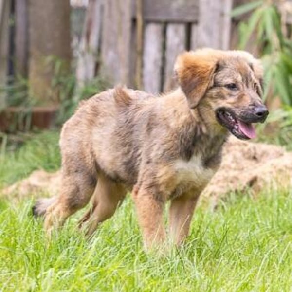 Biene💕menschenbezogenes und hundefreundliches Hundemädchen