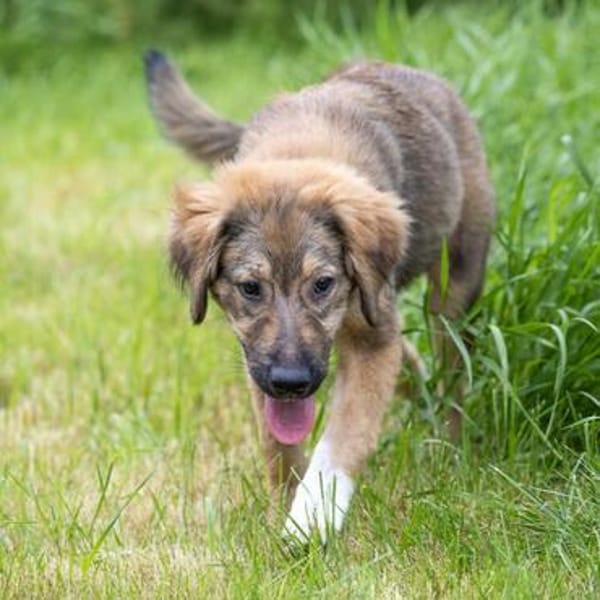Biene💕menschenbezogenes und hundefreundliches Hundemädchen
