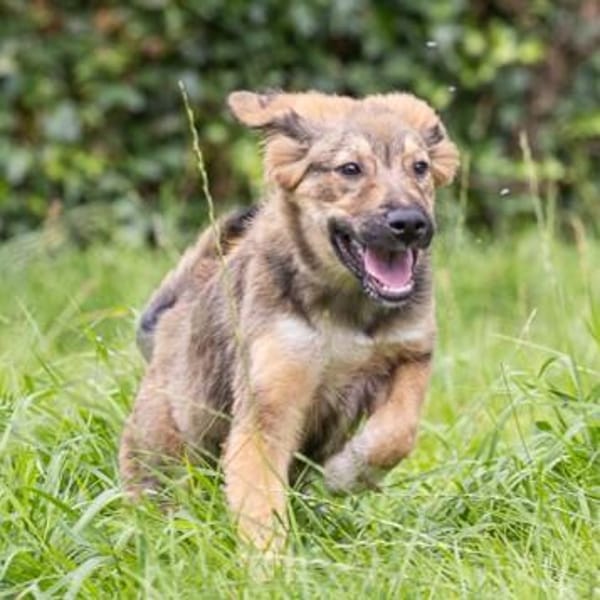 Biene💕menschenbezogenes und hundefreundliches Hundemädchen