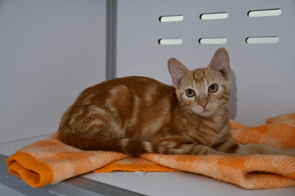 Stanley(en cours d'adoption)