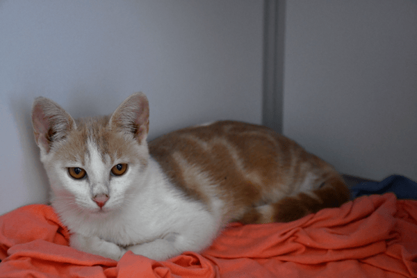 Ozzy (en cours d'adoption)