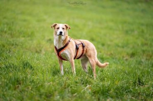 Jas - suche souveräne Partner