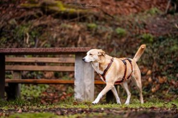 Jas - suche souveräne Partner