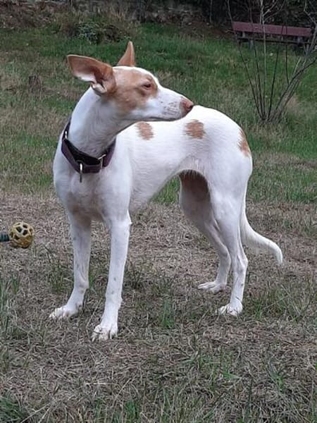 Chira ein Hund der leisen Worte