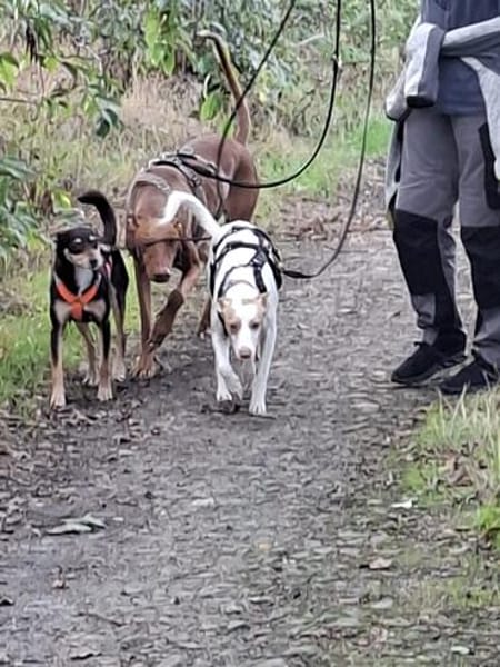 Chira ein Hund der leisen Worte