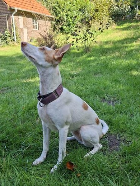Chira ein Hund der leisen Worte