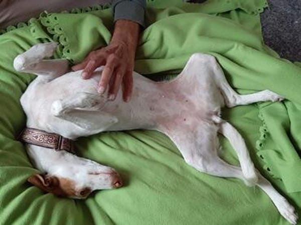 Chira ein Hund der leisen Worte