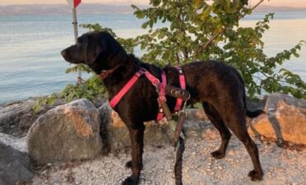 Zuhause gesucht für Kanya