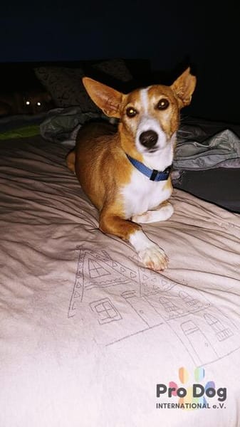 Vincent - Jackpot auf vier Pfoten