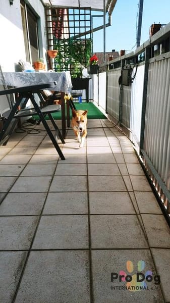 Vincent - Jackpot auf vier Pfoten