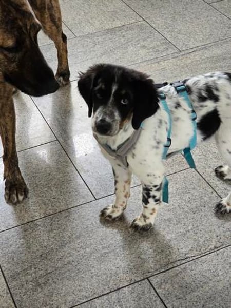 Loki sucht ein Zuhause