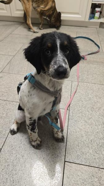 Loki sucht ein Zuhause