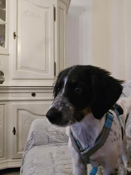 Loki sucht ein Zuhause